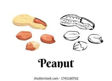 Peanut isolated on white background. Vector color illustration of  nuts in shell and peeled in cartoon flat style and black and white outline. Organic food Icon.