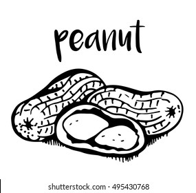 Peanut isolated on white background, vector illustration
