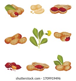 Peanut Kernel in Nutshell with Green Leaves Vector Set
