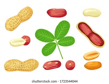 Peanut kernel in nutshell with green leaves. Peanut nut seed whole and shelled, groundnut vector collection. Organic food ingredient, traditional snack. White background. Cartoon style.