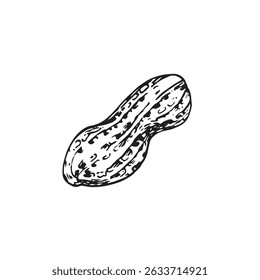 Peanut kernel in shell vector illustration hand drawn with ink. Black and white sketch isolated on white background. Object for food and vegetarian drinks label design