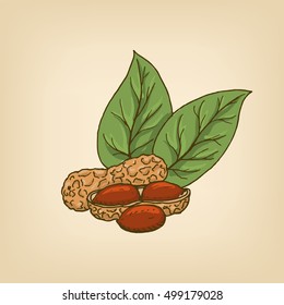 Peanut kernels with green leaves. Vector illustration. Hand drawn illustration.