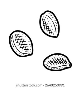 Peanut kernels. Hand drawn doodle vector. Ripe bean nut. Natural food. Organic ingredient. Kernel seed. Agricultural plant. Farm product. Illustration line art element.
