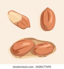 Peanut kernels are shelled and half peeled. Vector nuts icons.