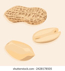 Peanut kernels are in their skins and completely peeled. Vector nuts icons.