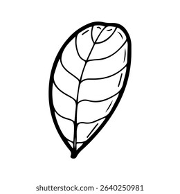 Peanut leaf. Hand drawn doodle vector. Agricultural green plant. Leaves. Flora. Illustration line art botanical element.