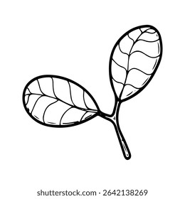 Hoja de cacahuete. Vector de doodle dibujado a mano. Planta verde agrícola. Hojas. Flora. Ilustración de elemento botánico de arte de línea.