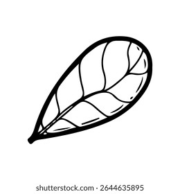 Peanut leaf. Hand drawn doodle vector. Agricultural green plant. Leaves. Flora. Illustration line art botanical element.