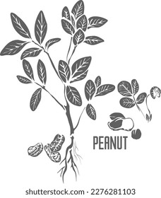 Peanut leafs and nuts vector silhouette. Arachis hypogaea plant medicinal outline. Set of Peanut in Line for pharmaceuticals and cooking.