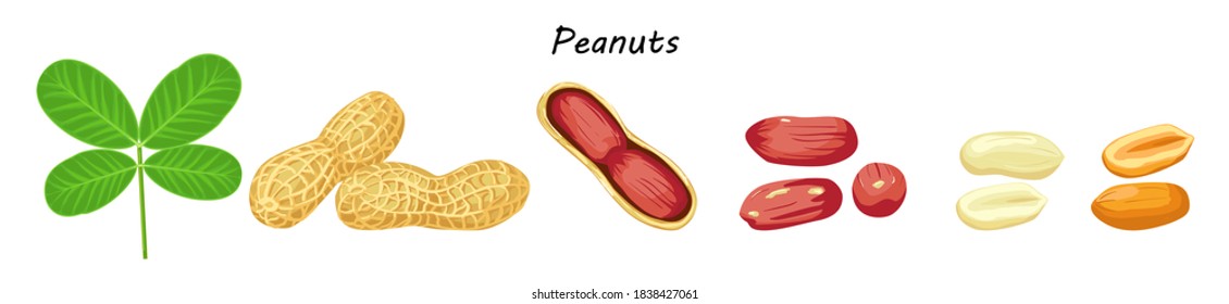 Peanut leaves, kernel in nutshell, nut seed shelled, roasted peanuts vector collection. Organic food, traditional snack. White background. Cartoon style.