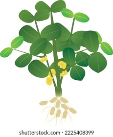 The peanut is a legume crop grown mainly for its edible seeds. It is widely grown in the tropics and subtropics, being important to both small and large commercial producers.