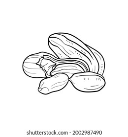 Peanut Line vector illustration. Detailed Food icon for mobile concept, print, menu, and web apps. For for restaurant, bar, vegan, healthy and organic food, market, farmers market.