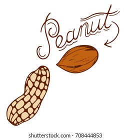 a peanut logo in retro style with a hand-drawn name in retro styles