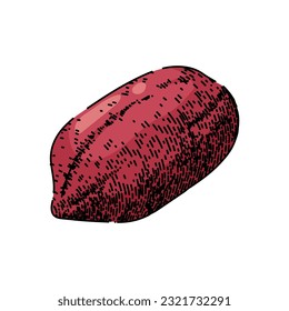 peanut nut food dried hand drawn. butter vector, spread cream, raw jar, group texture, organic shell peanut nut food dried vector sketch. isolated color illustration