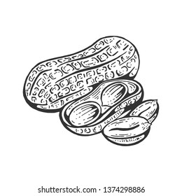 Peanut nut fruit sketch engraving vector illustration. Scratch board style imitation. Black and white hand drawn image.