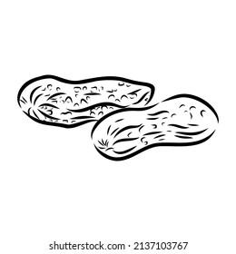 Peanut nut seed vector. Isolated on white background. Peanut butter food ingredient. Engraved hand drawn peanut illustration in retro vintage style. Organic Food, cosmetics, treatment component