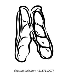 Peanut nut seed vector. Isolated on white background. Peanut butter food ingredient. Engraved hand drawn peanut illustration in retro vintage style. Organic Food, cosmetics, treatment component