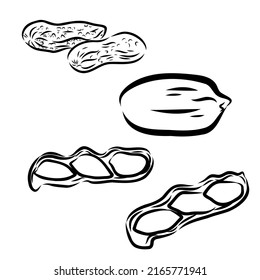 Peanut nut seed vector. Isolated on white background. Peanut butter food ingredient. Engraved hand drawn peanut illustration in retro vintage style. Organic Food, cosmetics, treatment component