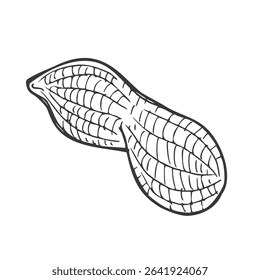 Peanut nut seed vector. Isolated on white background. Peanut butter food ingredient. Engraved hand drawn peanut illustration in retro vintage style. Organic Food, cosmetics, treatment component