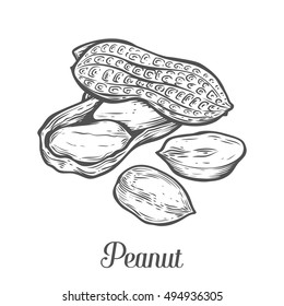 peanut drawing