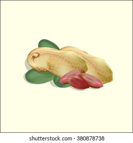 Peanut nutlets with green leaves. Vectorial illustration.