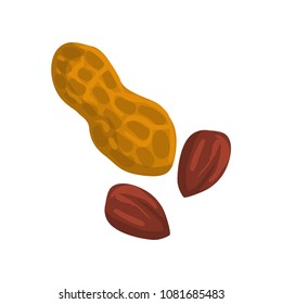 Peanut, nutritious natural product vector Illustration on a white background