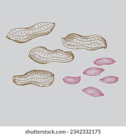 Nueces de cacahuete dibujando sobre un fondo aislado. Maní grabada a mano, frijoles de nuez, maní, leguminosas, comida saludable, agrícola. Elemento de diseño para etiqueta, logotipo, plantilla, impresión. Ilustración del vector