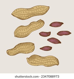 Peanut nuts drawing on isolated background. Hand drawn engraved  nut beans ,groundnut, harvest legumes, healthy food, agricultural. Design element for label, logo, template, print. Vector illustration