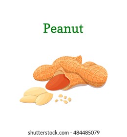 Peanut nuts vector illustration of a handful of groundnut isolated on white background it can be used as packaging design element, printing brochures on healthy and vegetarian diet