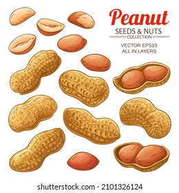 peanut nuts vector set on white background