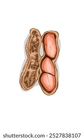 peanut object with skin on a white background