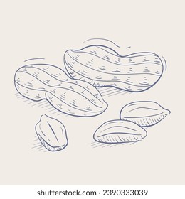 peanut outline illustration. hand drawn peanut sketch. peanut black and white vector drawing. peanut isolated on white background. vector illustration. peanuts line art drawing. peanuts outline.