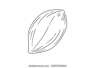 peanut outline illustration. hand drawn peanut sketch. peanut black and white vector drawing. peanut isolated on white background. vector illustration. peanuts line art drawing. peanuts outline.