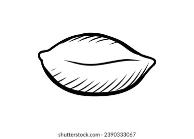 peanut outline illustration. hand drawn peanut sketch. peanut black and white vector drawing. peanut isolated on white background. vector illustration. peanuts line art drawing. peanuts outline.