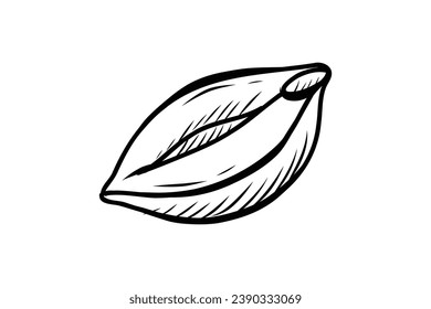 peanut outline illustration. hand drawn peanut sketch. peanut black and white vector drawing. peanut isolated on white background. vector illustration. peanuts line art drawing. peanuts outline.