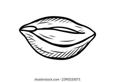 peanut outline illustration. hand drawn peanut sketch. peanut black and white vector drawing. peanut isolated on white background. vector illustration. peanuts line art drawing. peanuts outline.