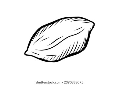 peanut outline illustration. hand drawn peanut sketch. peanut black and white vector drawing. peanut isolated on white background. vector illustration. peanuts line art drawing. peanuts outline.