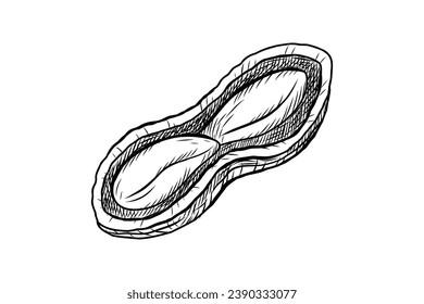 peanut outline illustration. hand drawn peanut sketch. peanut black and white vector drawing. peanut isolated on white background. vector illustration. peanuts line art drawing. peanuts outline.