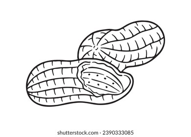 peanut outline illustration. hand drawn peanut sketch. peanut black and white vector drawing. peanut isolated on white background. vector illustration. peanuts line art drawing. peanuts outline.