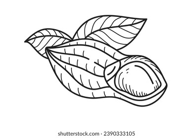 peanut outline illustration. hand drawn peanut sketch. peanut black and white vector drawing. peanut isolated on white background. vector illustration. peanuts line art drawing. peanuts outline.