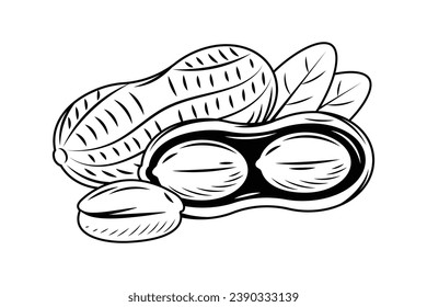 peanut outline illustration. hand drawn peanut sketch. peanut black and white vector drawing. peanut isolated on white background. vector illustration. peanuts line art drawing. peanuts outline.