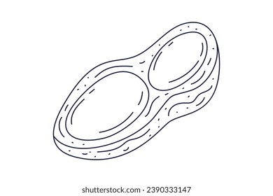 peanut outline illustration. hand drawn peanut sketch. peanut black and white vector drawing. peanut isolated on white background. vector illustration. peanuts line art drawing. peanuts outline.