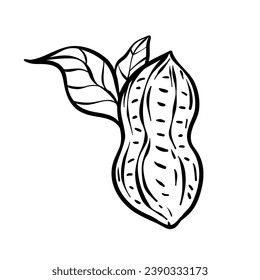 peanut outline illustration. hand drawn peanut sketch. peanut black and white vector drawing. peanut isolated on white background. vector illustration. peanuts line art drawing. peanuts outline.