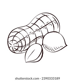 peanut outline illustration. hand drawn peanut sketch. peanut black and white vector drawing. peanut isolated on white background. vector illustration. peanuts line art drawing. peanuts outline.