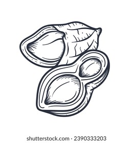 peanut outline illustration. hand drawn peanut sketch. peanut black and white vector drawing. peanut isolated on white background. vector illustration. peanuts line art drawing. peanuts outline.