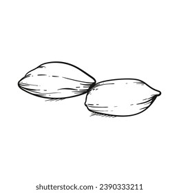 peanut outline illustration. hand drawn peanut sketch. peanut black and white vector drawing. peanut isolated on white background. vector illustration. peanuts line art drawing. peanuts outline.