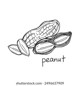 peanut outline illustration. hand drawn peanut sketch. peanut black and white vector drawing. peanut isolated on white background. vector illustration. peanuts line art drawing. peanuts outline.