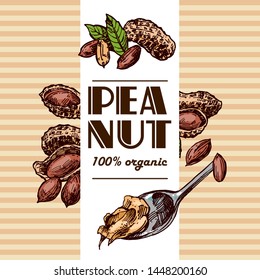 Peanut paste sketch illustration. Hand drawn beautiful vintage set of groundnut.