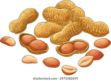 Peanut Plant Colored Detailed Illustration