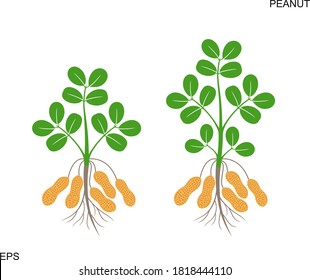 Peanut plant.  Isolated peanut plant on white background